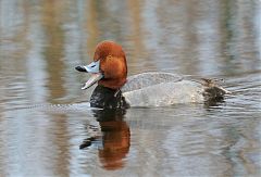 Redhead